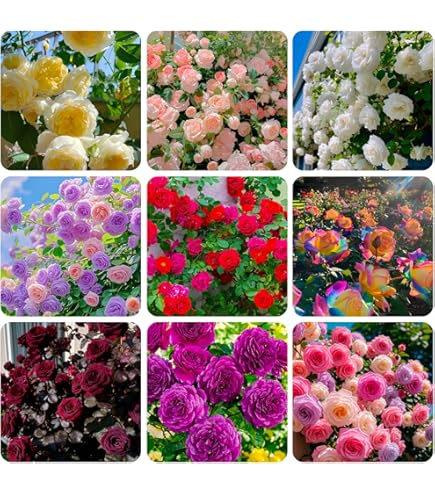 Amazon.com : 100 Pcs Purple Climbing Rose Seeds : Patio